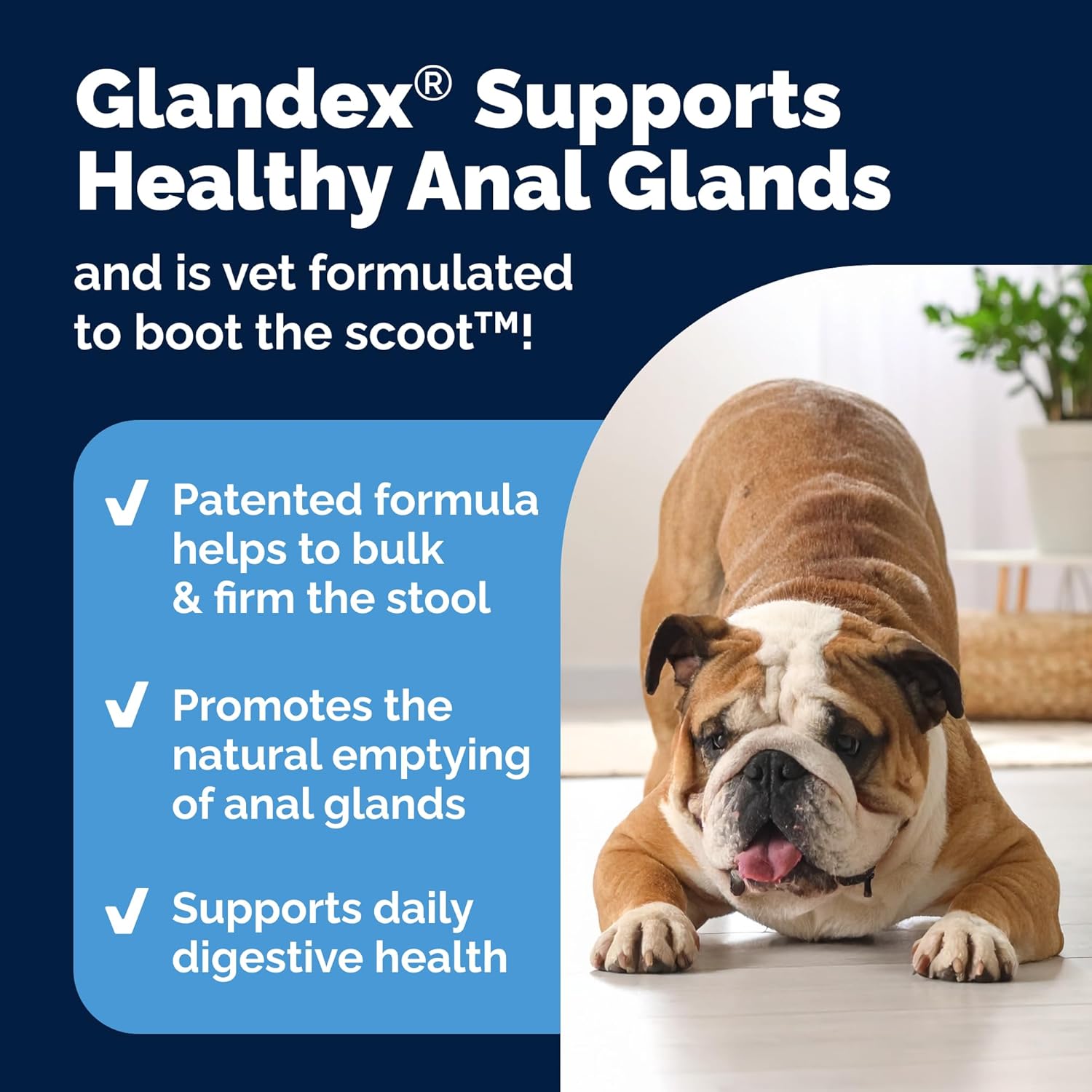 Vetnique Glandex Anal Gland Soft Chew Treats with Pumpkin for Dogs Digestive Enzymes, Probiotics Fiber Supplement for Dogs Boot The Scoot (Peanut Butter Chews, 60 Count) - Image 4
