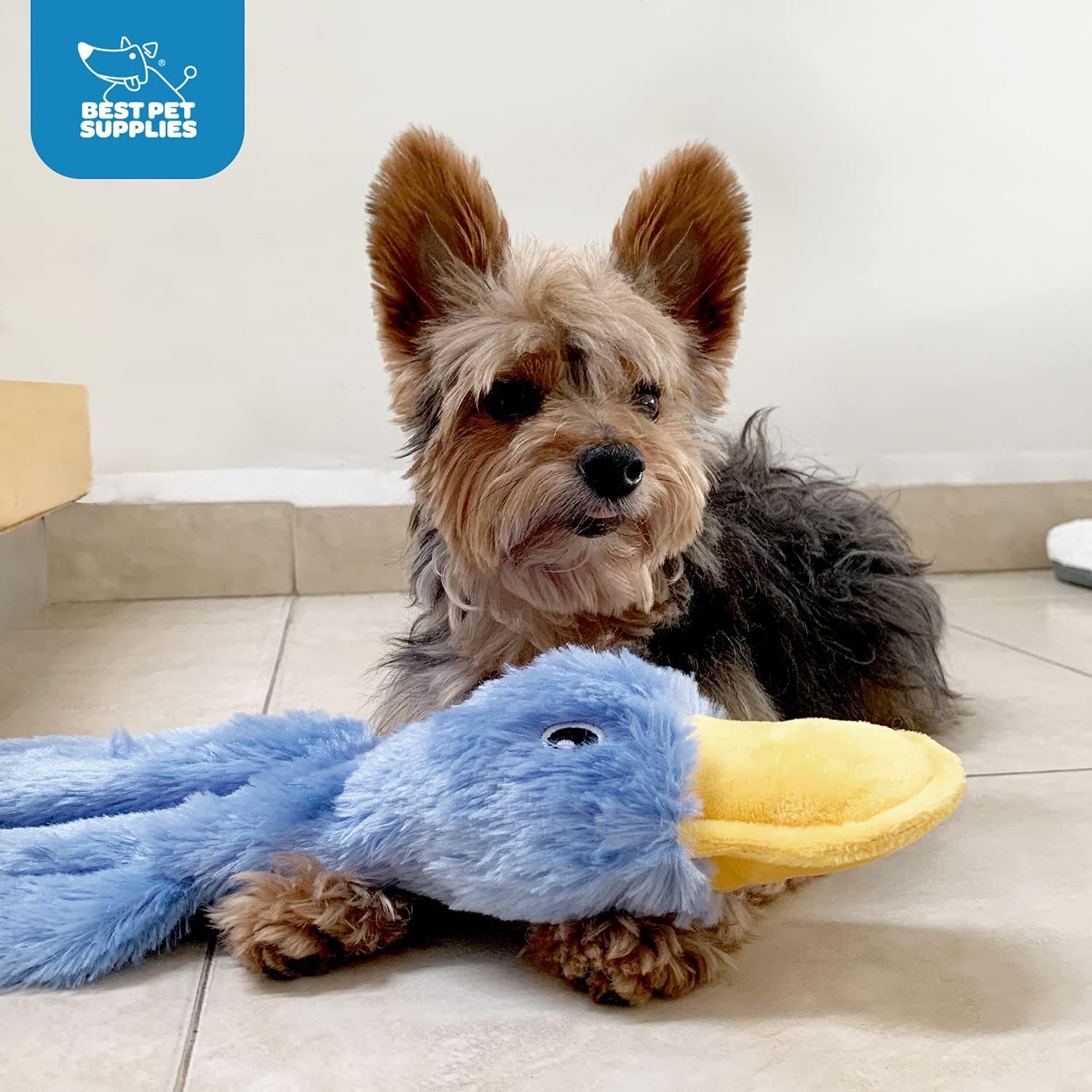 Best Pet Supplies Interactive Squeaky Dog Chew Toy, Ideal Dog Toys for Chewers, Small, Medium & Large Dogs, and Fetch Lovers - Crinkle Duck (Blue), Large - Image 5