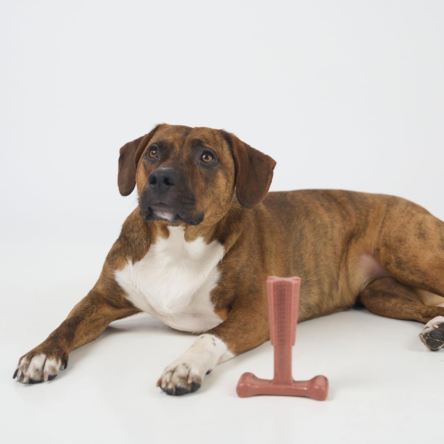 SPOT Bam-Bones Plus T Bone – Bamboo Fiber & Nylon Dog Chew Toy for Moderate to Aggressive Chewers, Durable Long Lasting & Non-Splintering, Beef Flavor Toy for Adult Dogs & Puppies Under 60 lbs, 6 in - Image 12