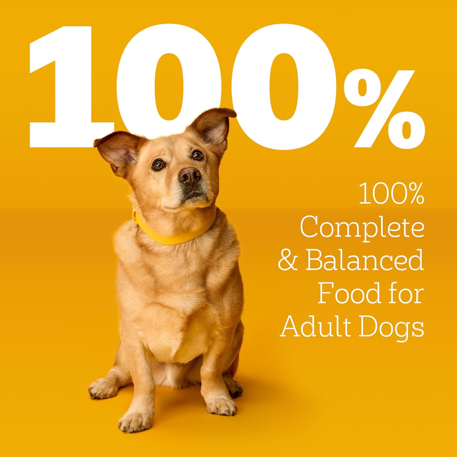 Pedigree Choice Cuts in Gravy Wet Dog Food, Adult Soft Wet Dog Food, Variety Pack, 3.5 oz. Pouches, 18 Count - Image 5