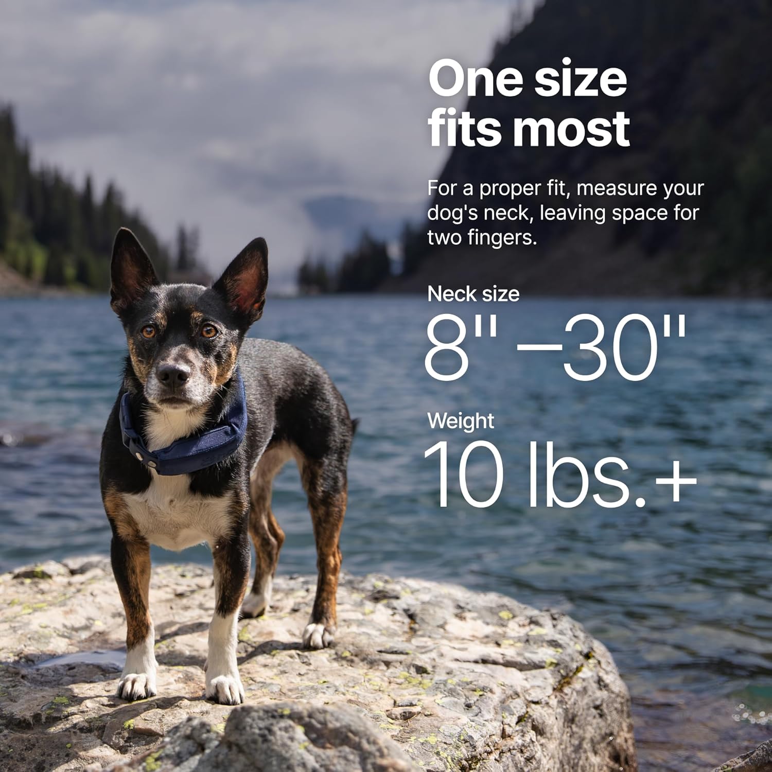 Halo Collar 5 Wireless Dog Fence & GPS Dog Collar, Keep Your Dog Safely Contained Outdoors with App-Controlled Boundaries and Real-Time Tracking, One Size, Realtree Camo - Image 6