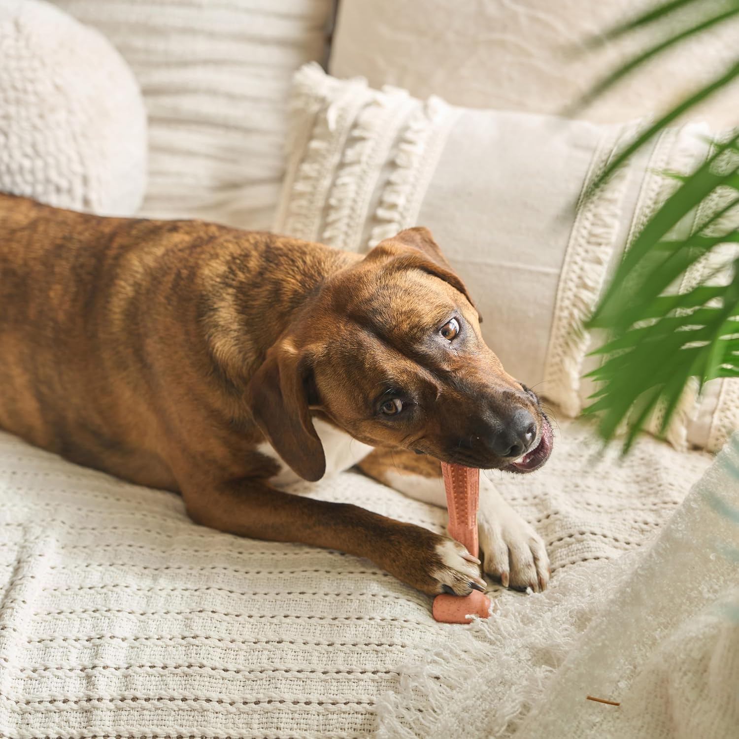 SPOT Bam-Bones Plus T Bone – Bamboo Fiber & Nylon Dog Chew Toy for Moderate to Aggressive Chewers, Durable Long Lasting & Non-Splintering, Beef Flavor Toy for Adult Dogs & Puppies Under 60 lbs, 6 in - Image 14