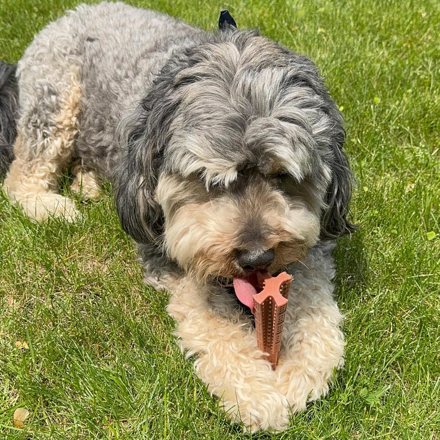SPOT Bam-Bones Plus T Bone – Bamboo Fiber & Nylon Dog Chew Toy for Moderate to Aggressive Chewers, Durable Long Lasting & Non-Splintering, Beef Flavor Toy for Adult Dogs & Puppies Under 60 lbs, 6 in - Image 19