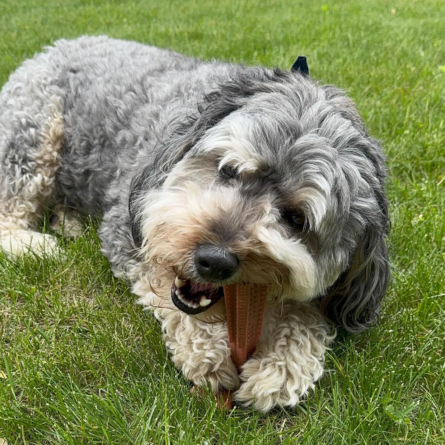 SPOT Bam-Bones Plus T Bone – Bamboo Fiber & Nylon Dog Chew Toy for Moderate to Aggressive Chewers, Durable Long Lasting & Non-Splintering, Beef Flavor Toy for Adult Dogs & Puppies Under 60 lbs, 6 in - Image 18