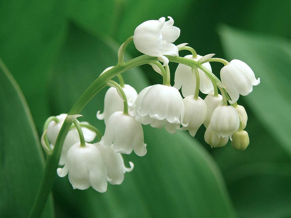 Herb & Root Lily of the Valley Perfume for Women Oil Roll On | Light, Fresh Muguet Fragrance | Long-Lasting, Clean, Alcohol-Free Scent - Image 2