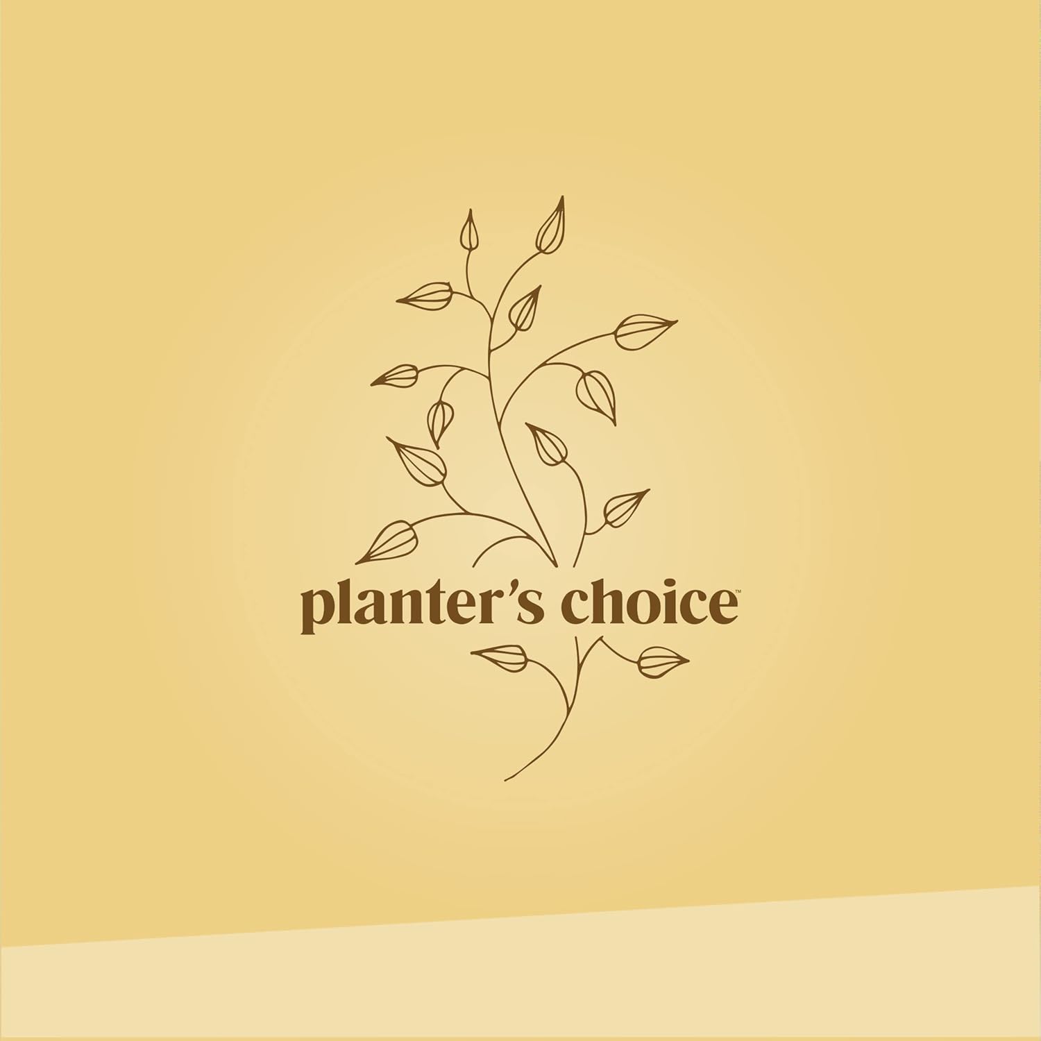 Bonsai Starter Kit - Gardening Easter Gift for Women & Men - Bonsai Tree Growing Garden Crafts Hobby Kits for Adults, Unique DIY Hobbies for Plant Lovers - Unusual Christmas Gifts Ideas - Image 9