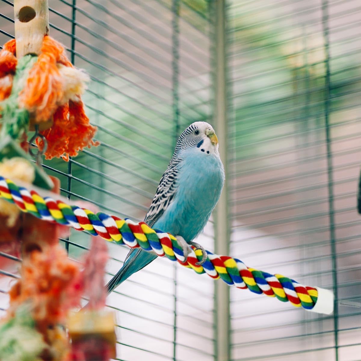 Bird Bungee Climbing Swing - Colorful Parakeet Rope Perch (23.6 Inches) - Image 2
