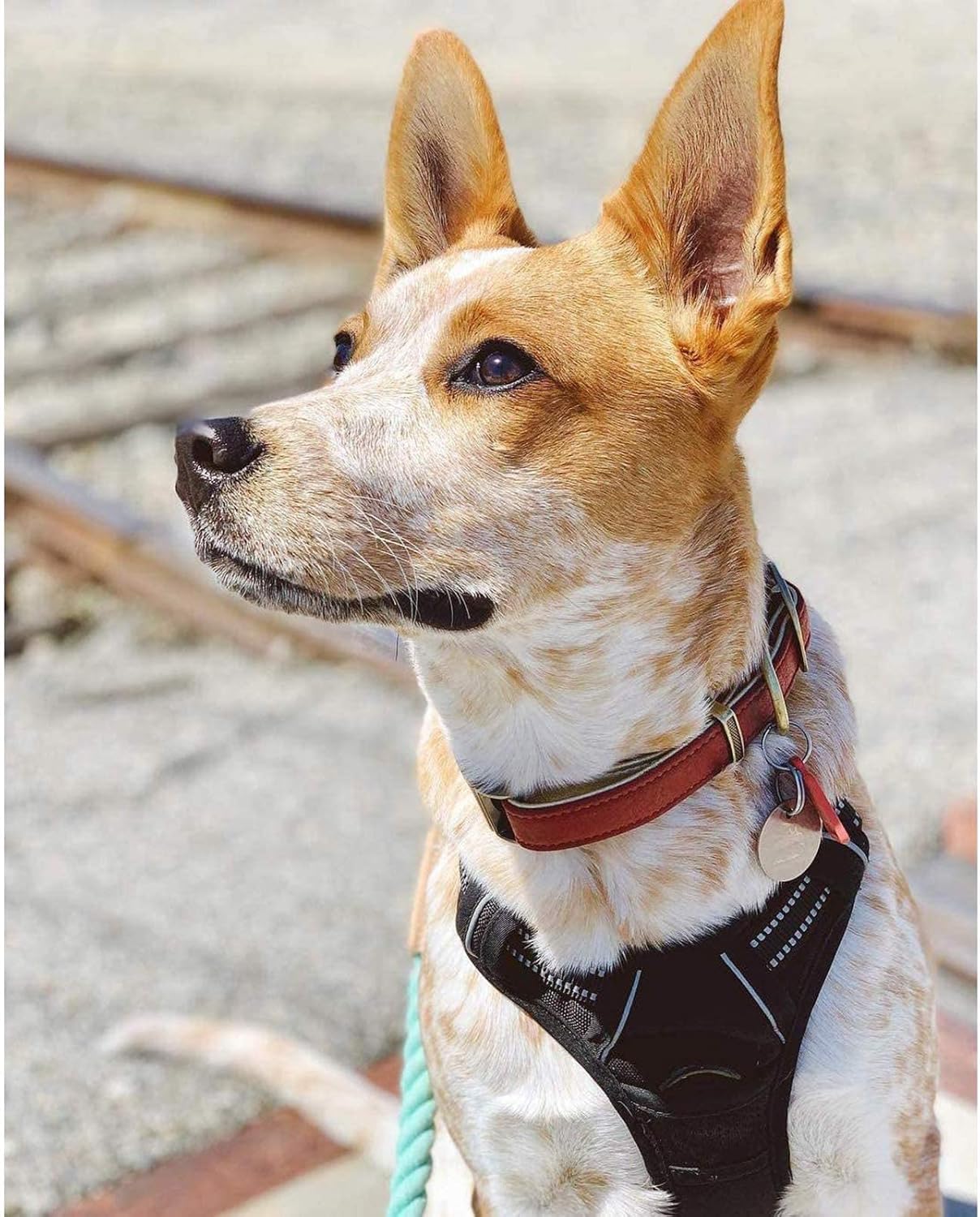 rabbitgoo Dog Harness No Pull with 2 Leash Clips, Adjustable Soft Padded, Reflective Oxford No Choke Pet Vest with Easy Control Handle for Medium Sized Dogs, Black, M - Image 8