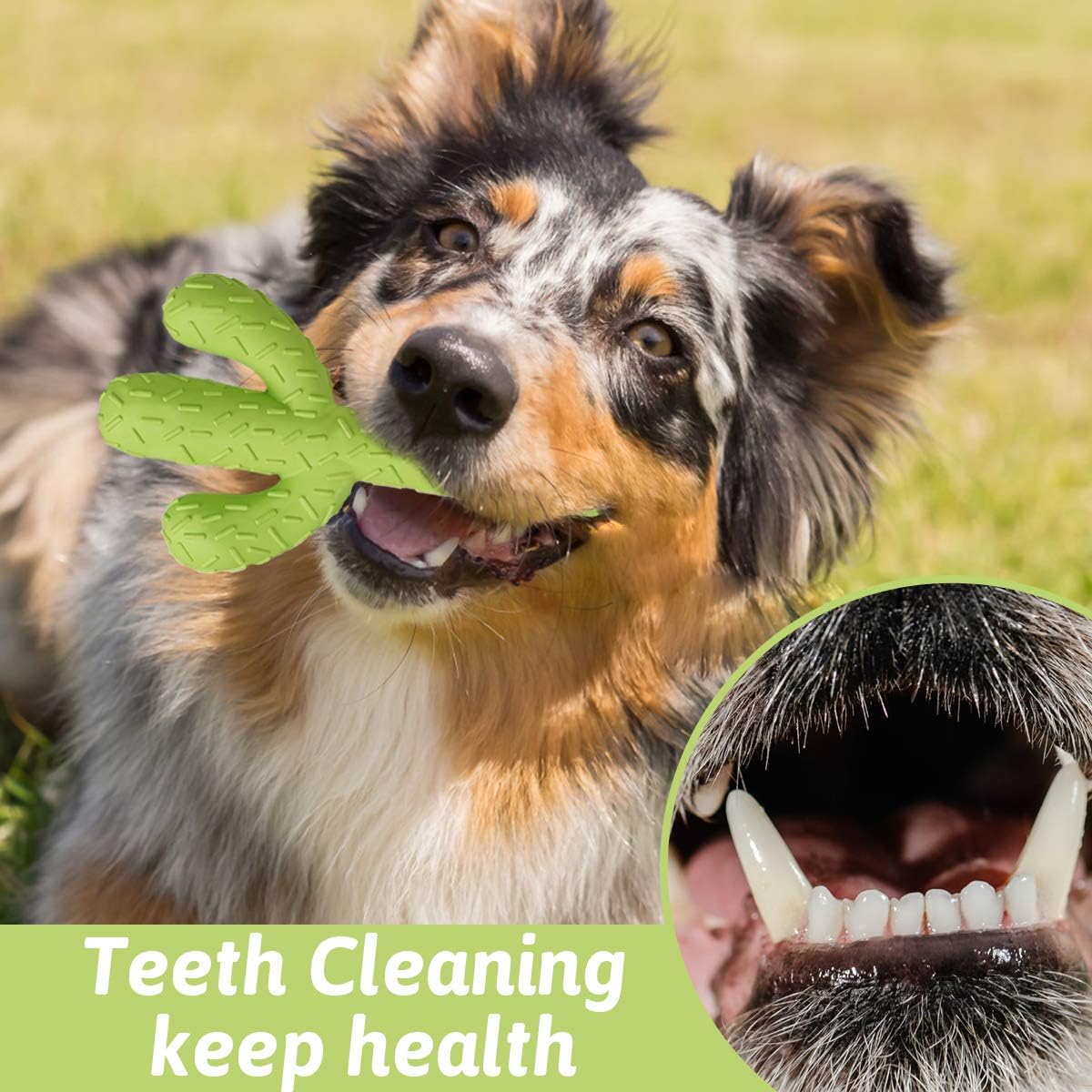 MewaJump Dog Chew Toys, Durable Rubber Dog Toys for Aggressive Chewers, Cactus Tough Toys for Training and Cleaning Teeth, Interactive Dog Toys for Medium/Large Dog - Image 7