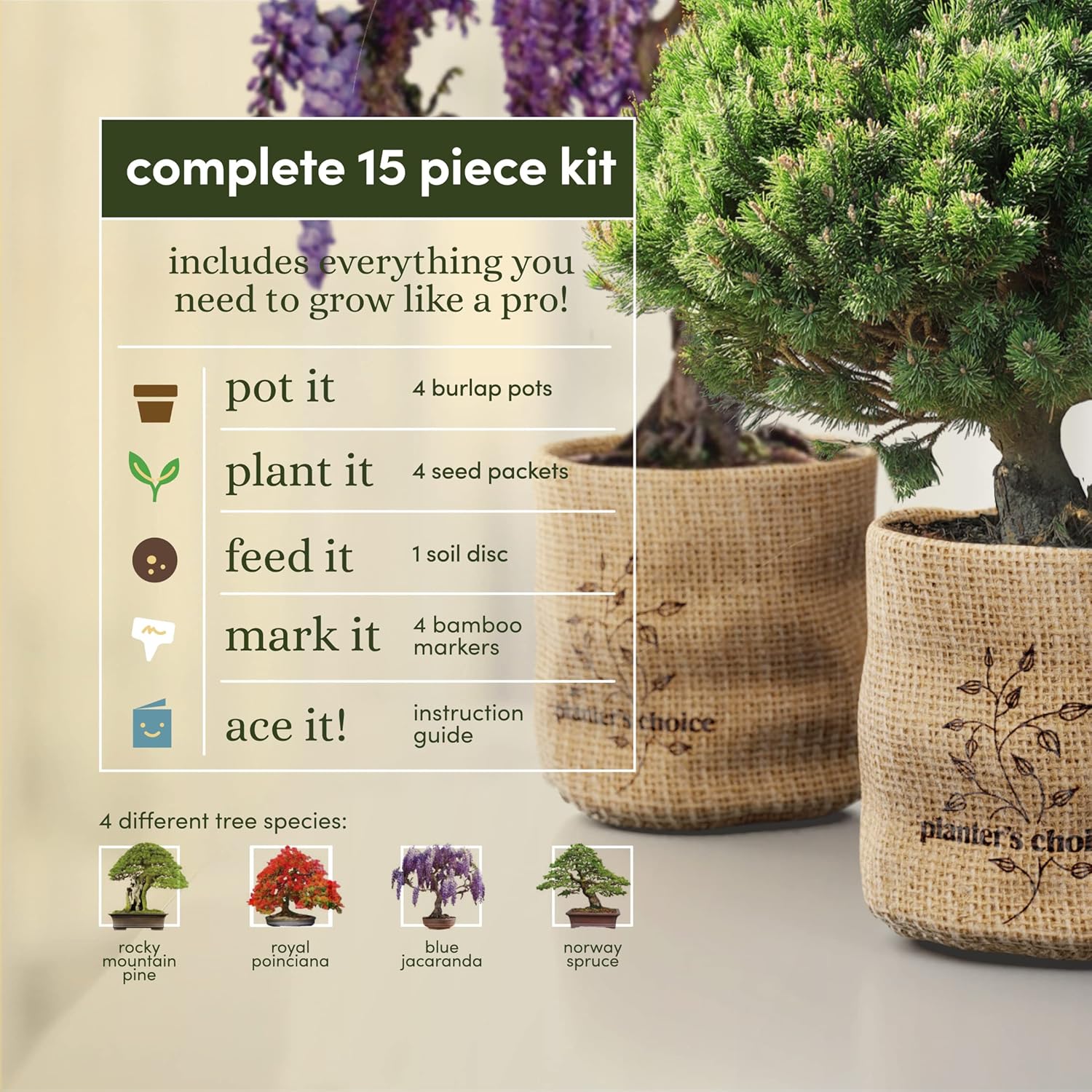 Bonsai Starter Kit - Gardening Easter Gift for Women & Men - Bonsai Tree Growing Garden Crafts Hobby Kits for Adults, Unique DIY Hobbies for Plant Lovers - Unusual Christmas Gifts Ideas - Image 3