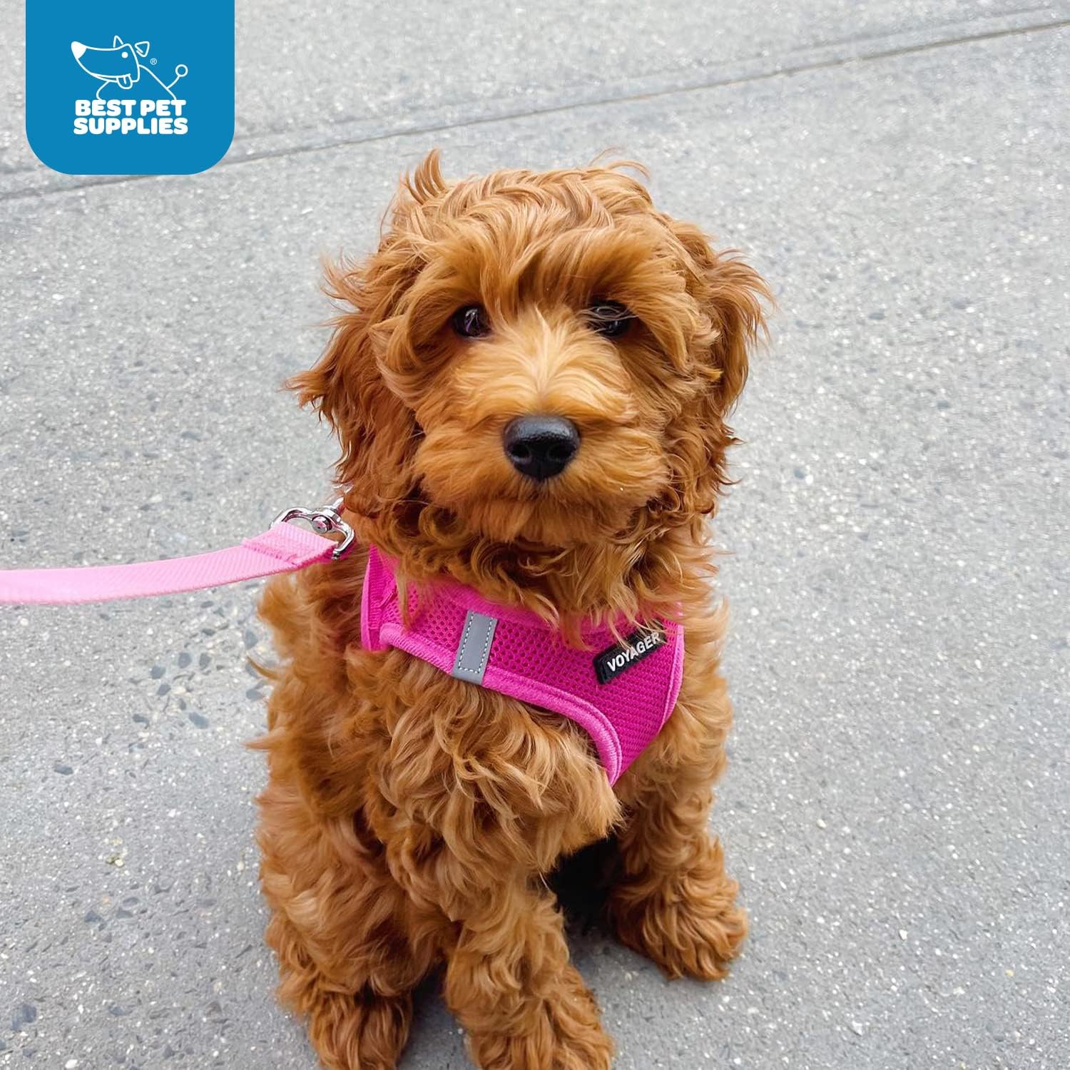 Best Pet Supplies Voyager Step-in Air Harness - All Weather Mesh, Reflective, No Pull Harness for Dogs, Cats - Secure with Hook & Loop Fastener, Buckle, Double D-Rings - Fuchsia, S - Image 9