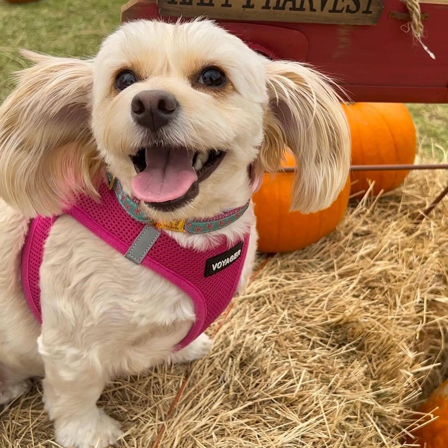 Best Pet Supplies Voyager Step-in Air Harness - All Weather Mesh, Reflective, No Pull Harness for Dogs, Cats - Secure with Hook & Loop Fastener, Buckle, Double D-Rings - Fuchsia, S - Image 7