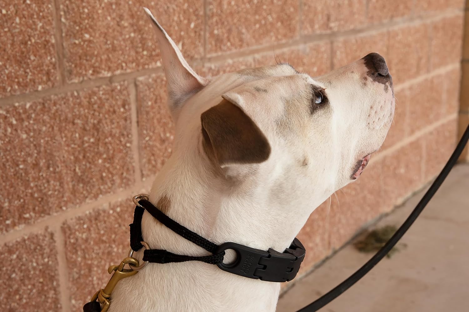 Starmark Pro-Training Dog Collar Large - Image 5