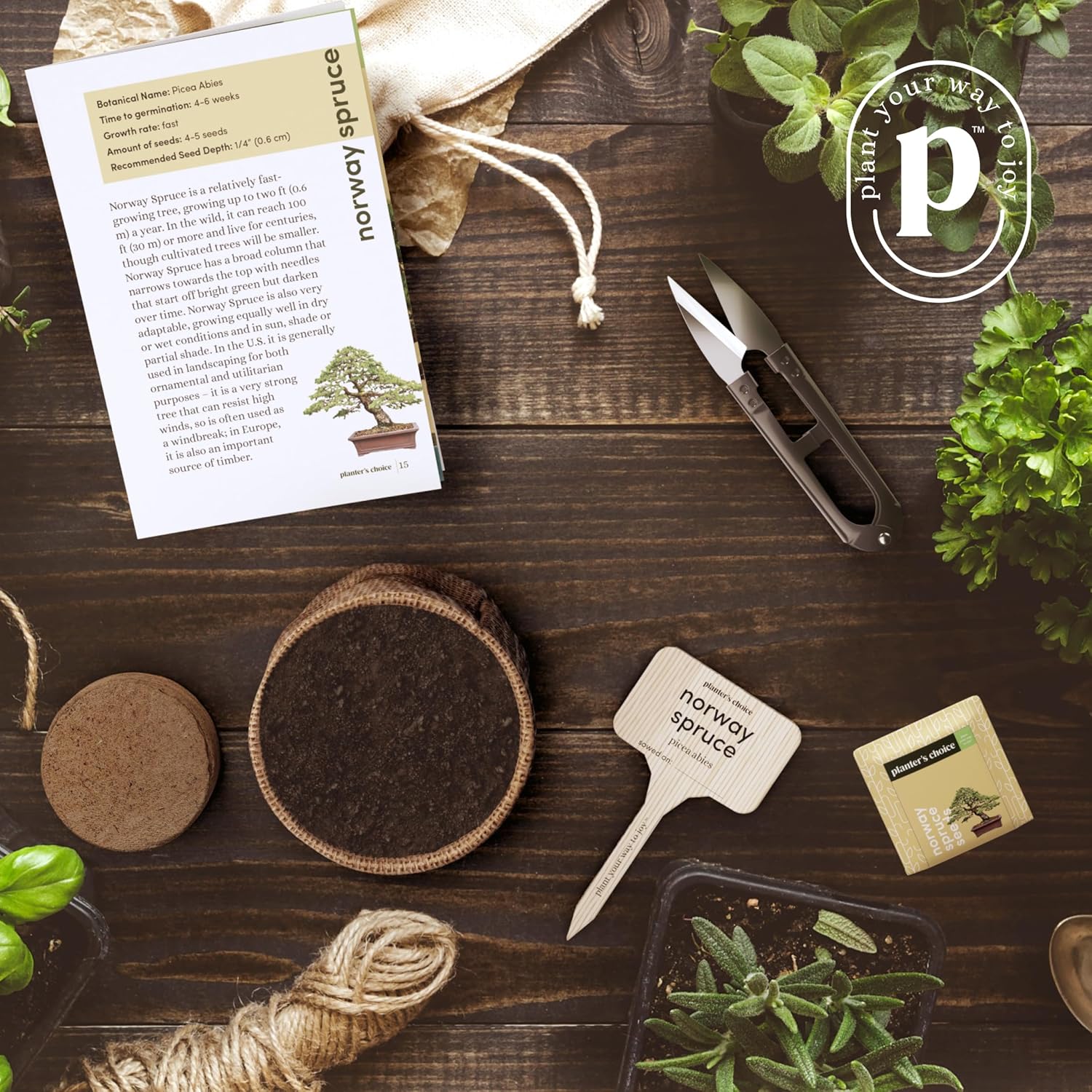 Bonsai Starter Kit - Gardening Easter Gift for Women & Men - Bonsai Tree Growing Garden Crafts Hobby Kits for Adults, Unique DIY Hobbies for Plant Lovers - Unusual Christmas Gifts Ideas - Image 6