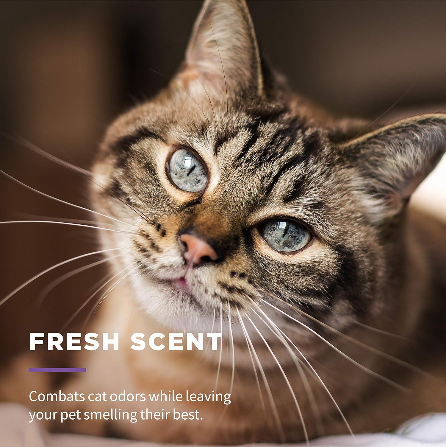 Wet Ones for Cats Freshening Wipes, Multi-Purpose Cat Grooming Wipes with Aloe Vera, Helps Remove Dirt, Odor, and Dander Between Baths, Fresh Scent, 50 Count - Image 5