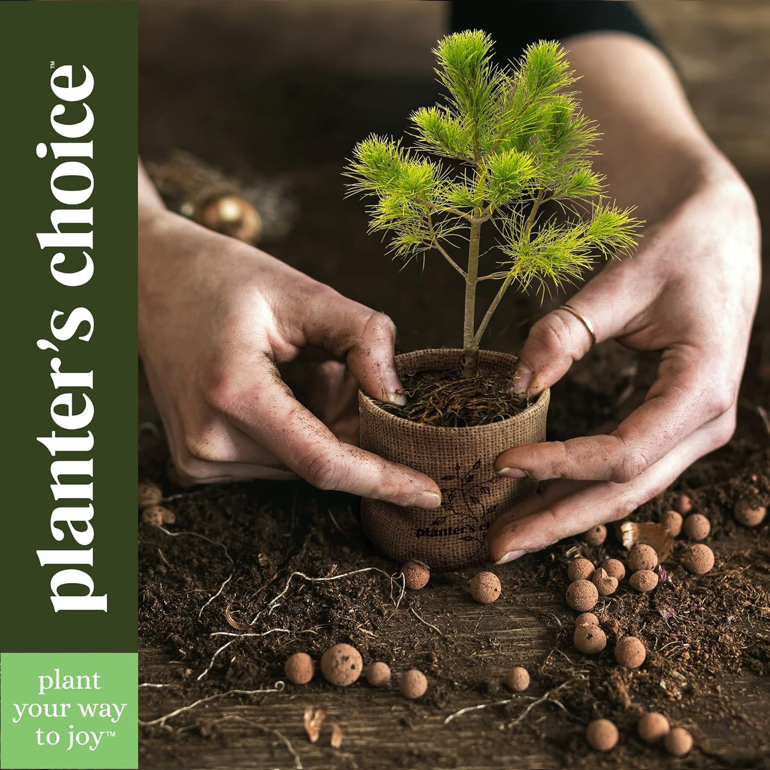 Bonsai Starter Kit - Gardening Easter Gift for Women & Men - Bonsai Tree Growing Garden Crafts Hobby Kits for Adults, Unique DIY Hobbies for Plant Lovers - Unusual Christmas Gifts Ideas - Image 7