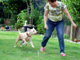 Dogs Eating Grass: Why They Do It and When to Worry