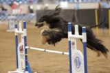 Afghan Hound ‘Dazzle’ Sparkles at National Agility Championship