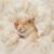 Sukh Natural Kapok Hamster Bedding – Natural Kapok Pet Bedding Dog Bed Stuffing Filling Stuff Animal Pack Pet Supplies for Cat Guinea Pig Chicken Bunny Duck Nesting Boxes Soft Warm Dust-Free 3.5OZ