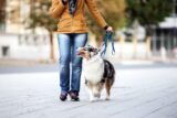 How to Train Your Dog to Walk in Rain or Snow
