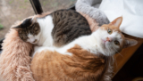 Do Cats Know When Another Cat Is Dying? What Science Says