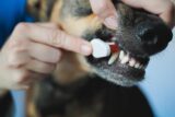 Why Veterinary Dental Procedures Are Recommended for Dogs