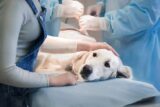 Everything You Need to Know About Radiation Therapy for Dogs – American Kennel Club