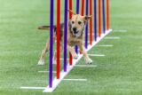 Title-Winning Dog Channels Energy Into Agility