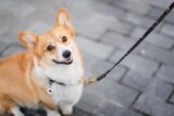Is the Pembroke Welsch Corgi a Good Fir for Your Lifestyle?