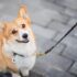 Why Veterinary Dental Procedures Are Recommended for Dogs