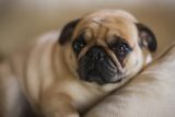 Displacement Behavior in Dogs
