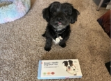 Is The Basepaws Dog DNA Test Worth It? Detailed Review for Pet Parents