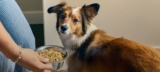 Farmer’s Dog: 15 Questions Pet Owners Actually Ask (Answered by Experts)