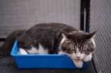 What Is Wood Cat Litter and Should I Try It?