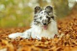 Is the Shetland Sheepdog a Good Fit for Your Lifestyle?