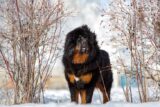 Is the Tibetan Mastiff a Good Fit for Your Lifestyle