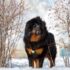 Why Veterinary Dental Procedures Are Recommended for Dogs