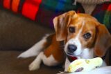 10 Best Dog Breeds for Someone Who Works All Day