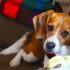A List of Animals That Mate for Life, See Who Made the List