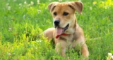 6 Possible Reasons Your Dog Eats Poop (And How to Stop It)