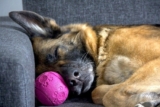 Do Dogs Have Them & What Should You Do?