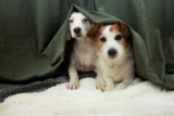 How to Calm a Dog During a Storm: Vet-Approved Tips That Actually Work