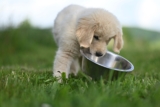 How to Build an Engaging Dog Mealtime Routine