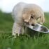 What Healthy Dog Poop Should Look Like (and What Diet Can Tell You)