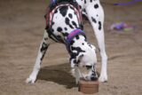Dalmatian ‘Jardine’ Holds Top Spot for Most Scent Work Titles