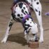 Meet Junior Handler Olivia Betancourt