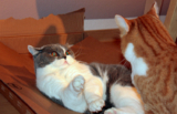 How I’m Managing a Jealous Cat in My Multi-Cat Home