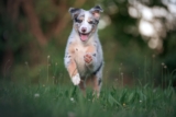 7 Benefits of Fresh Dog Food You’ll Notice in the First Month
