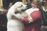 Meet Great Pyrenees Breeder Karen Justin of Impyrial Pyrenees