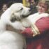 Everything You Need to Know About Radiation Therapy for Dogs – American Kennel Club